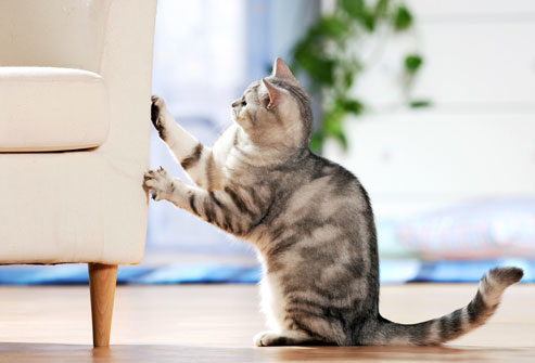 Denk vooruit Psychiatrie Ontcijferen Als je kat aan de meubels krabt - Krabpaalwebshop